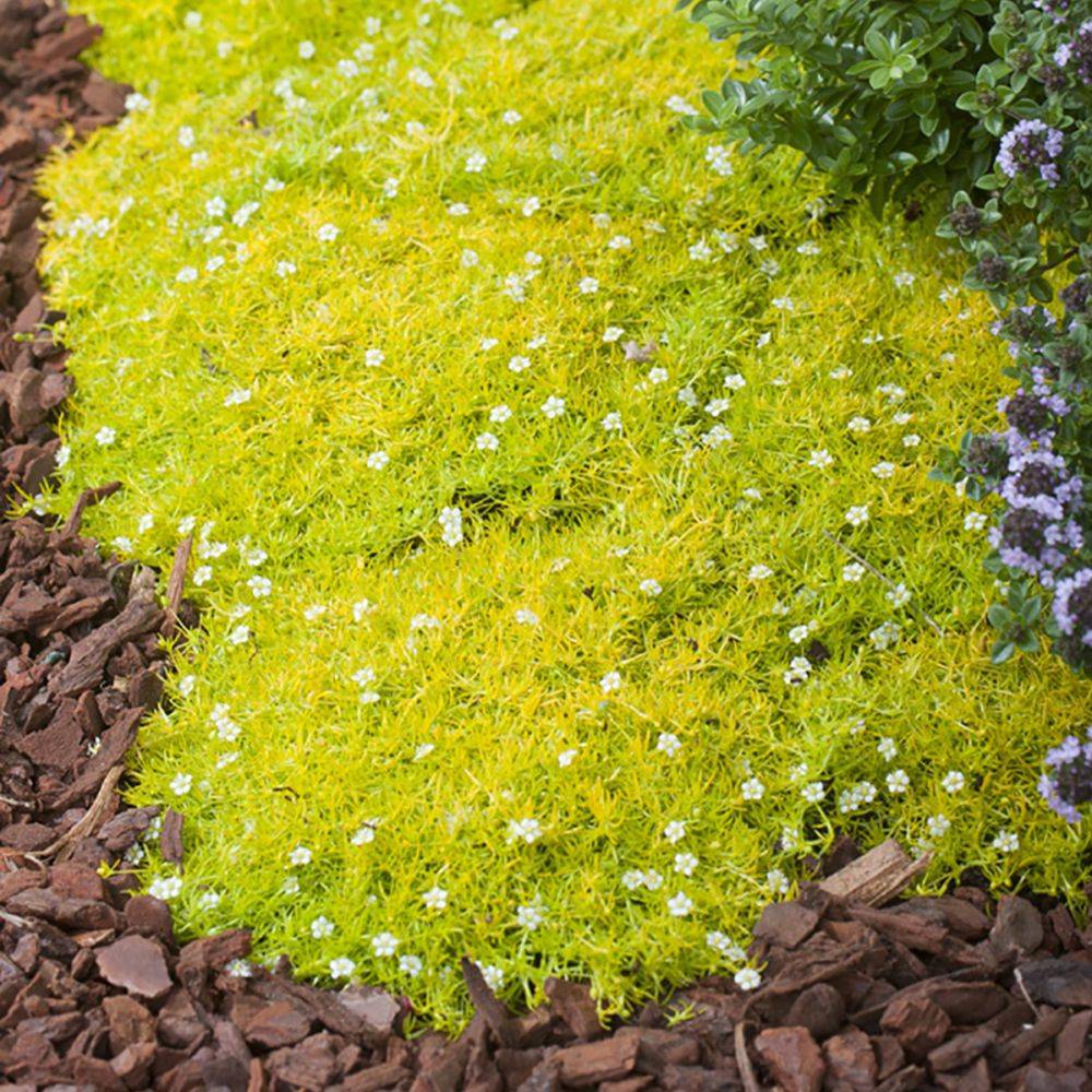 Sagine dorée - Sagina subulata aurea lot de 3 - Image 3