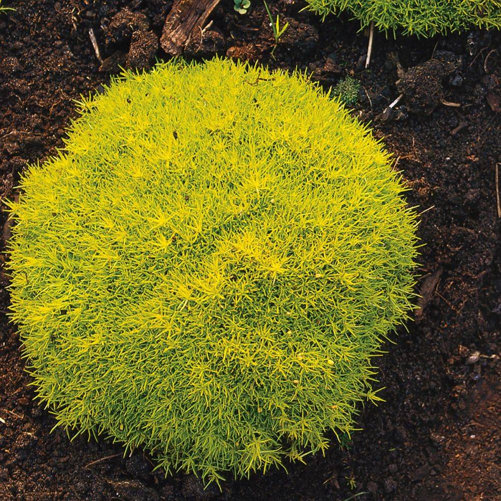 Sagine dorée - Sagina subulata aurea lot de 3 - Image 1