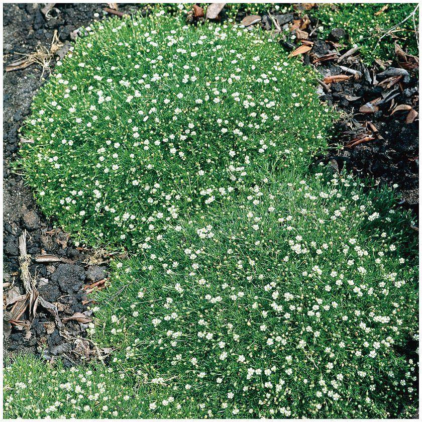 Sagine dorée - Sagina subulata aurea lot de 3 - Image 8