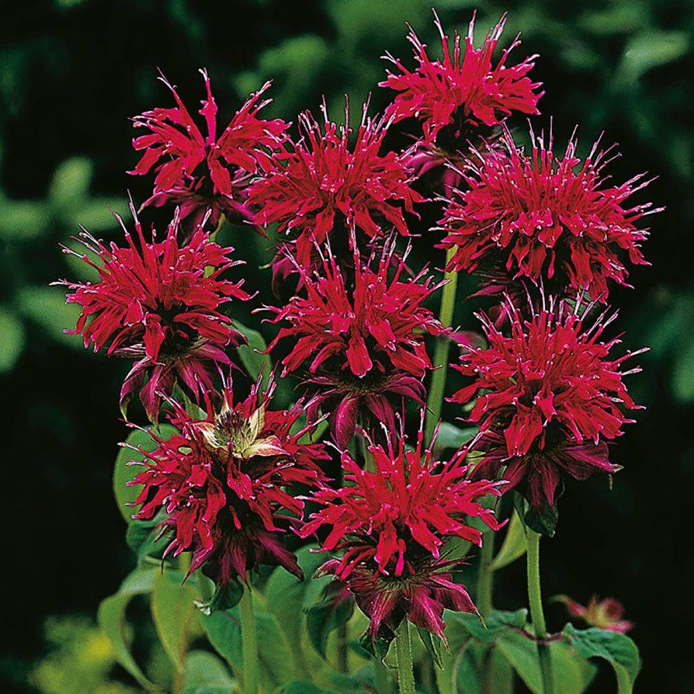 Monarde Mahogany Red - Monarda