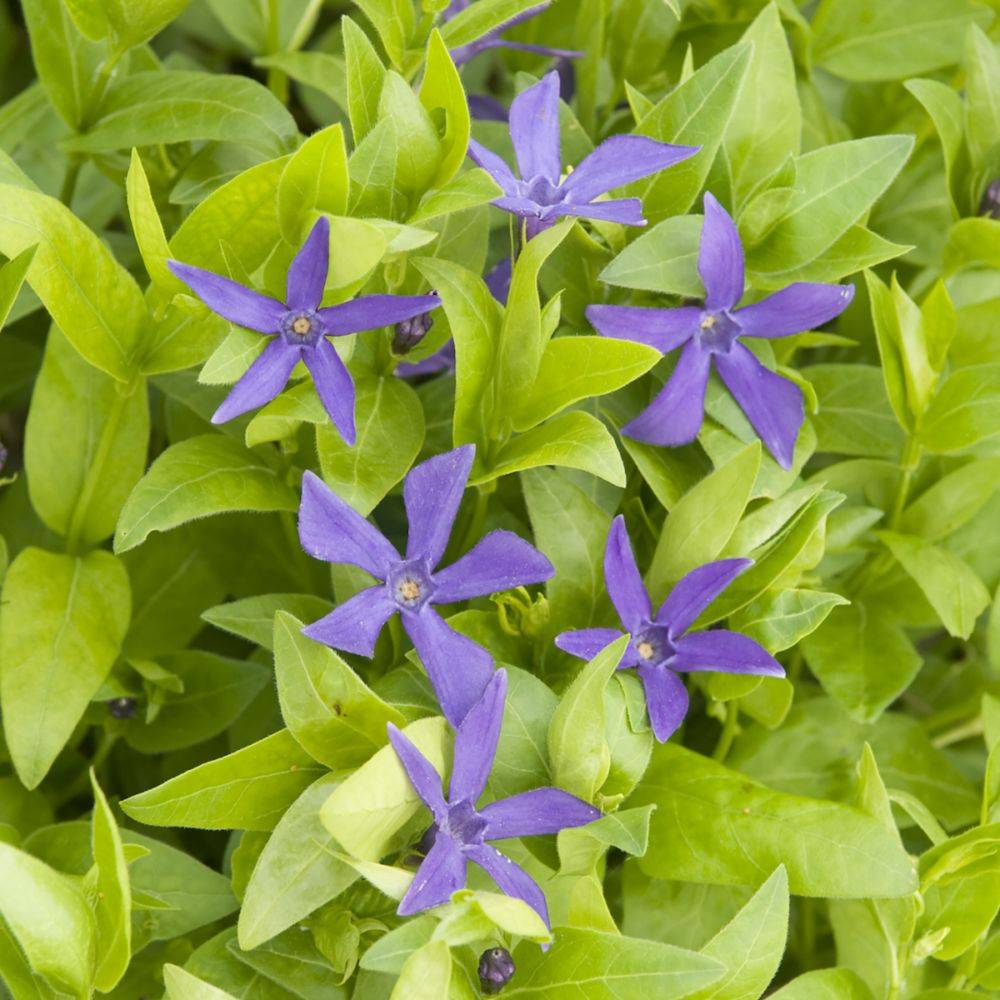 Pervenche acutiloba - Vinca acutiloba
