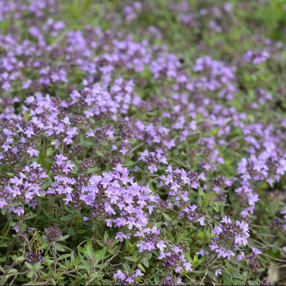 Thym hongrois - Thymus pannonicus