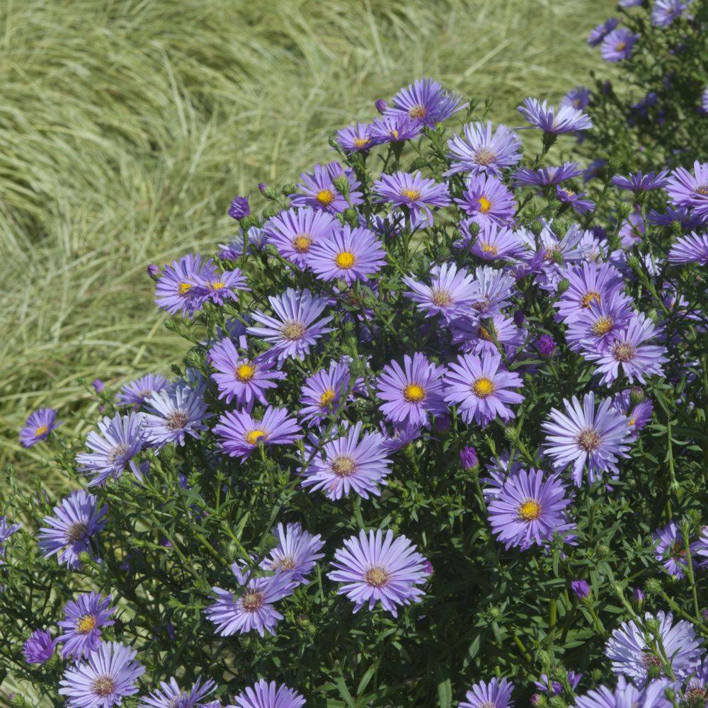 Aster d'automne 'Eventide' - Aster Novi-Belgii lot de 3