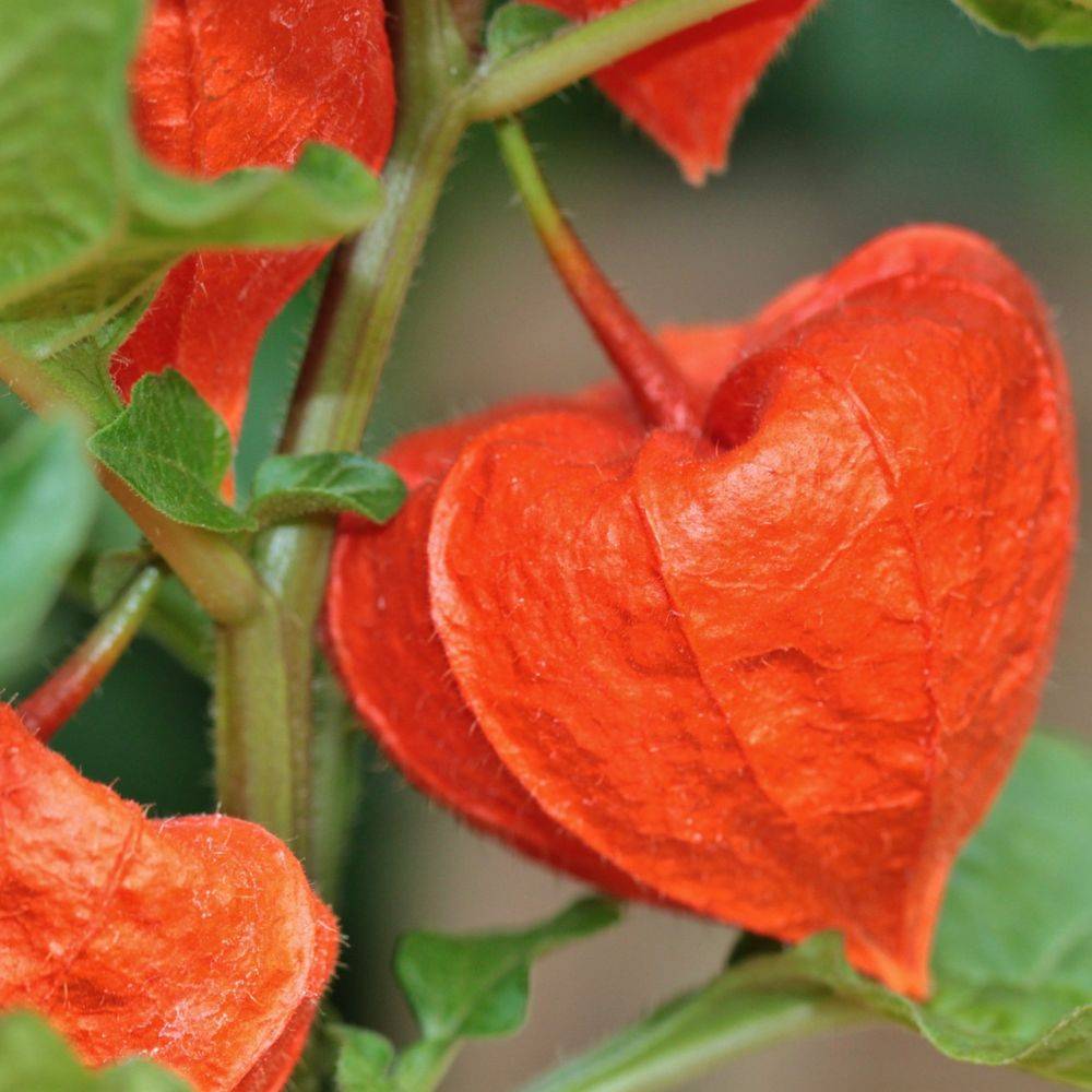 Physalis franchetii lot de 3 - Image 1
