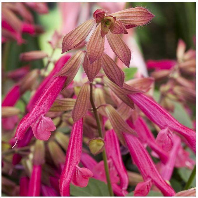 Salvia x 'Wendy's Wish' - Sauge - Image 3