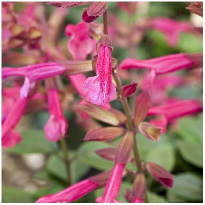 Salvia x 'Wendy's Wish' - Sauge - Image 2