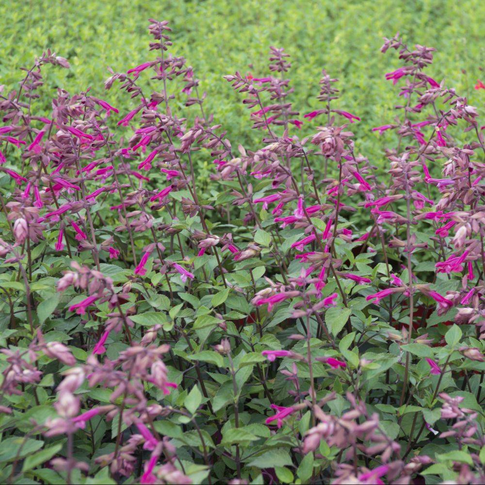 Salvia x 'Wendy's Wish' - Sauge - Image 1