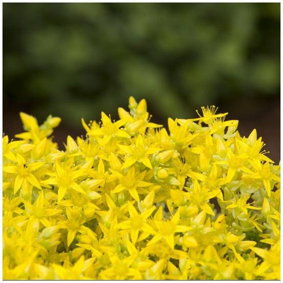 Sedum acre doré - Image 1