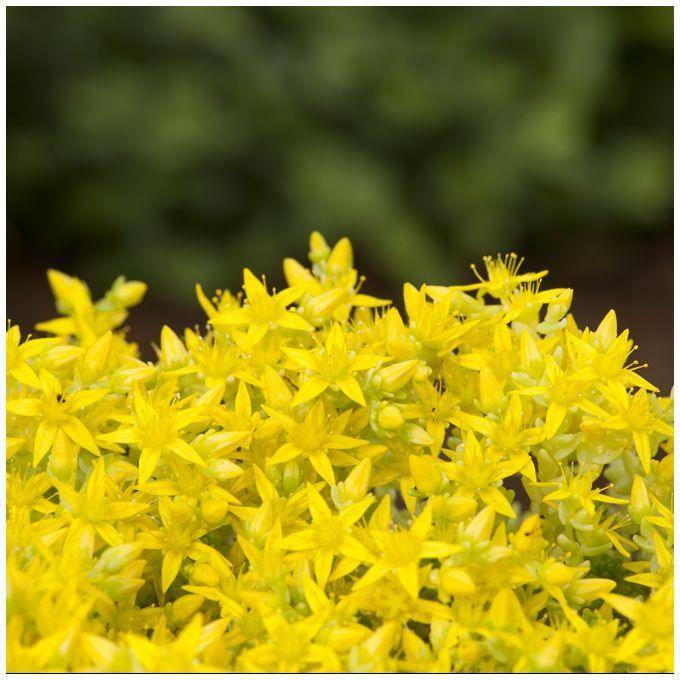 Sedum acre doré - Image 1