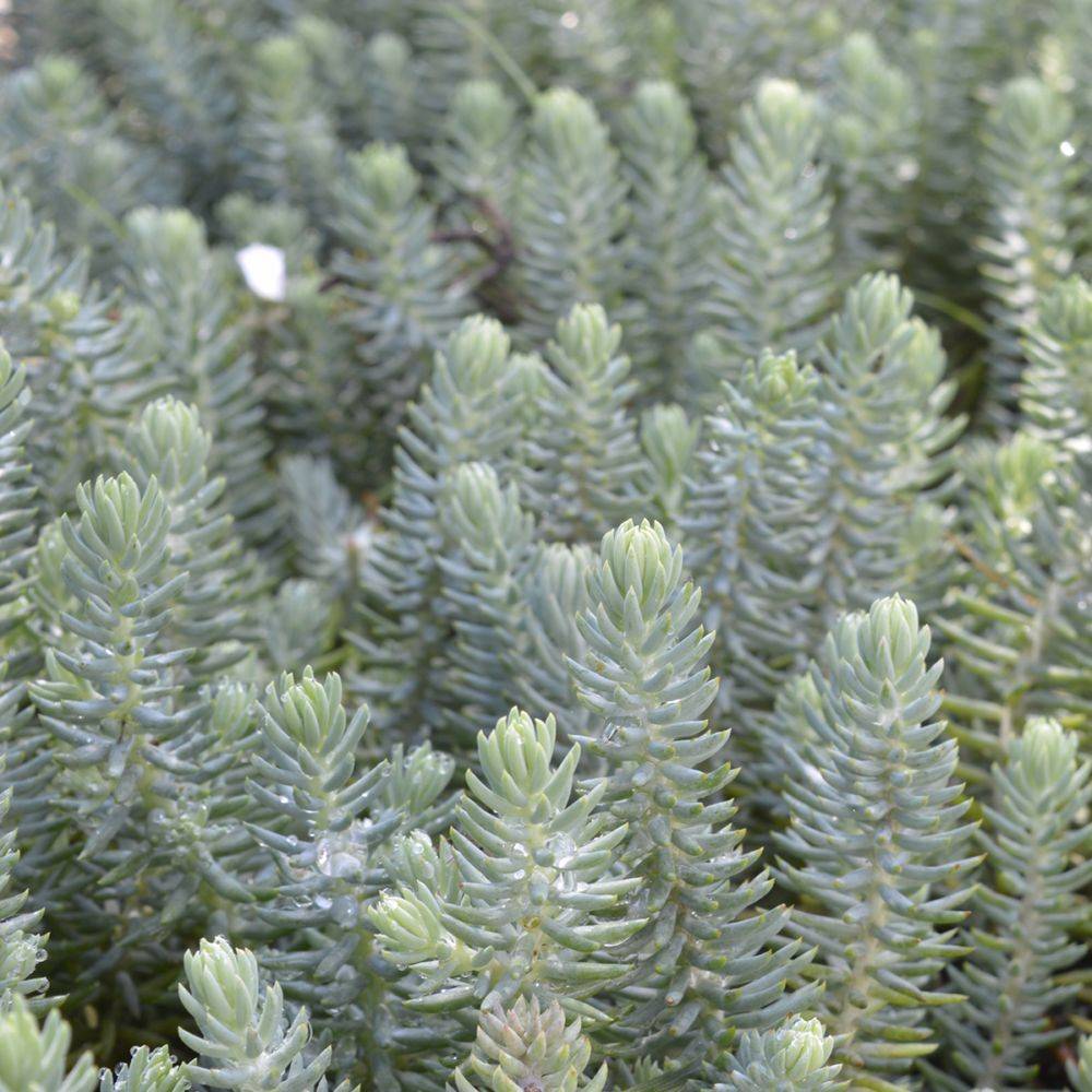 Sedum reflexum - Orpin des rochers lot de 3