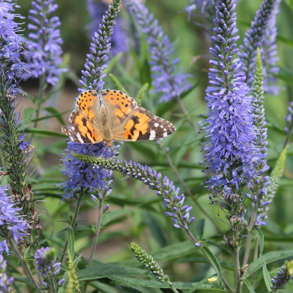 Véronique en épis Blauriesii - Veronica spicata lot de 3