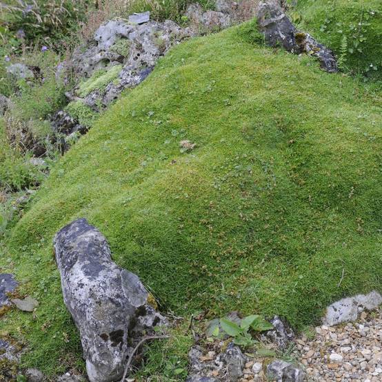 Scleranthus biflorus - Image 5