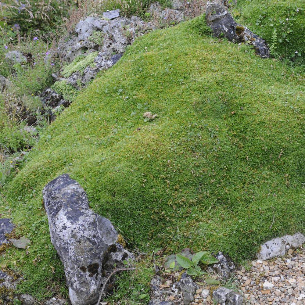 Scleranthus biflorus - Image 5