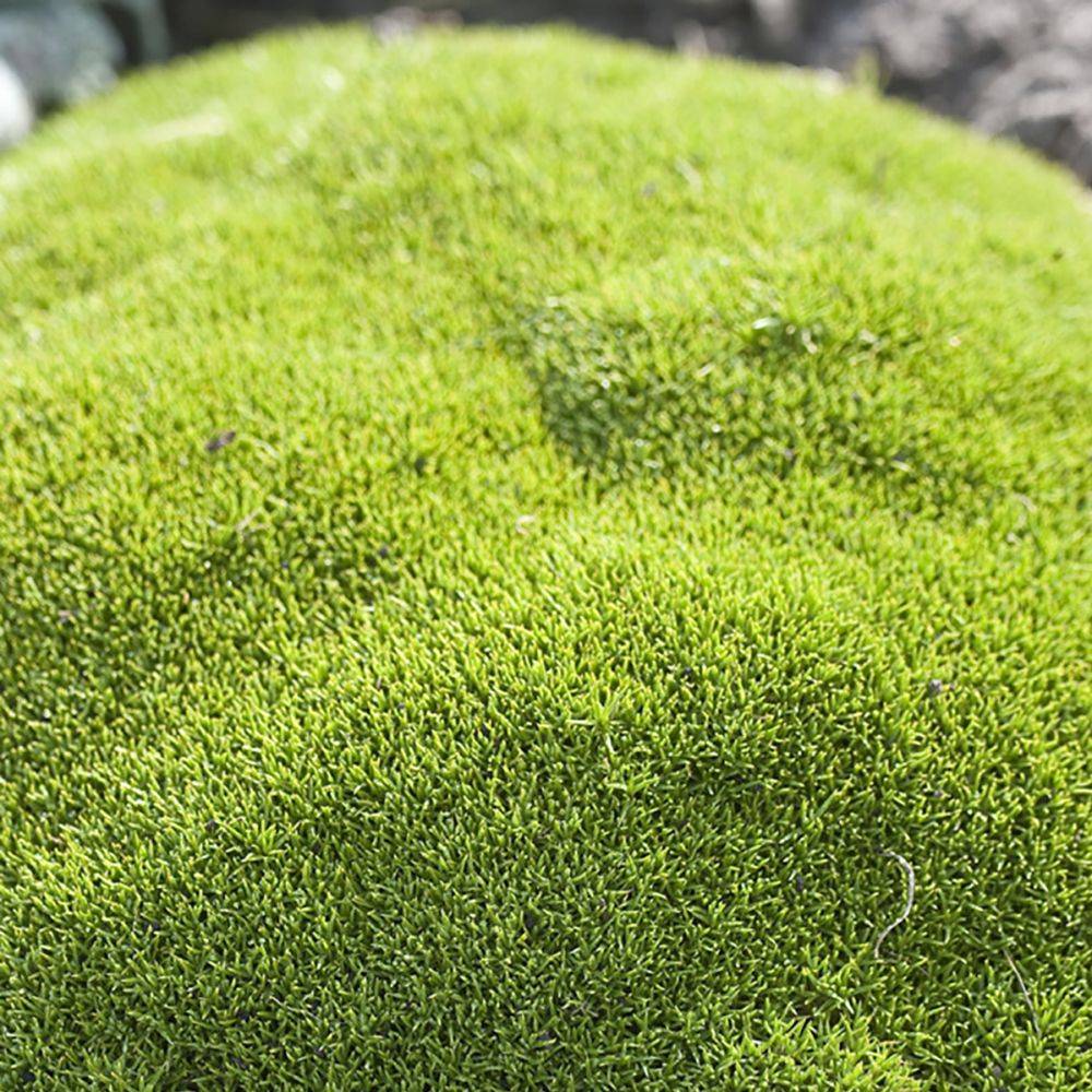 Scleranthus biflorus - Image 3