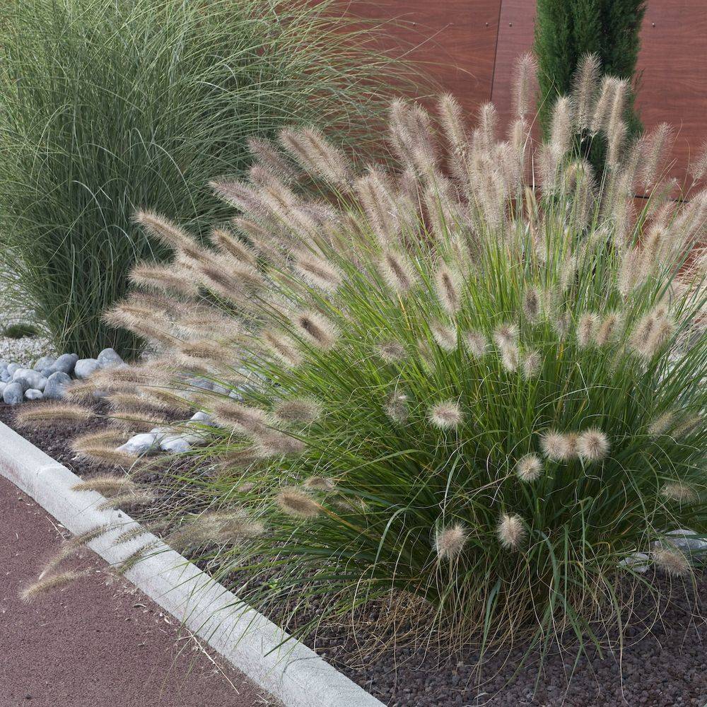 Pennisetum alopecuroides japonicum