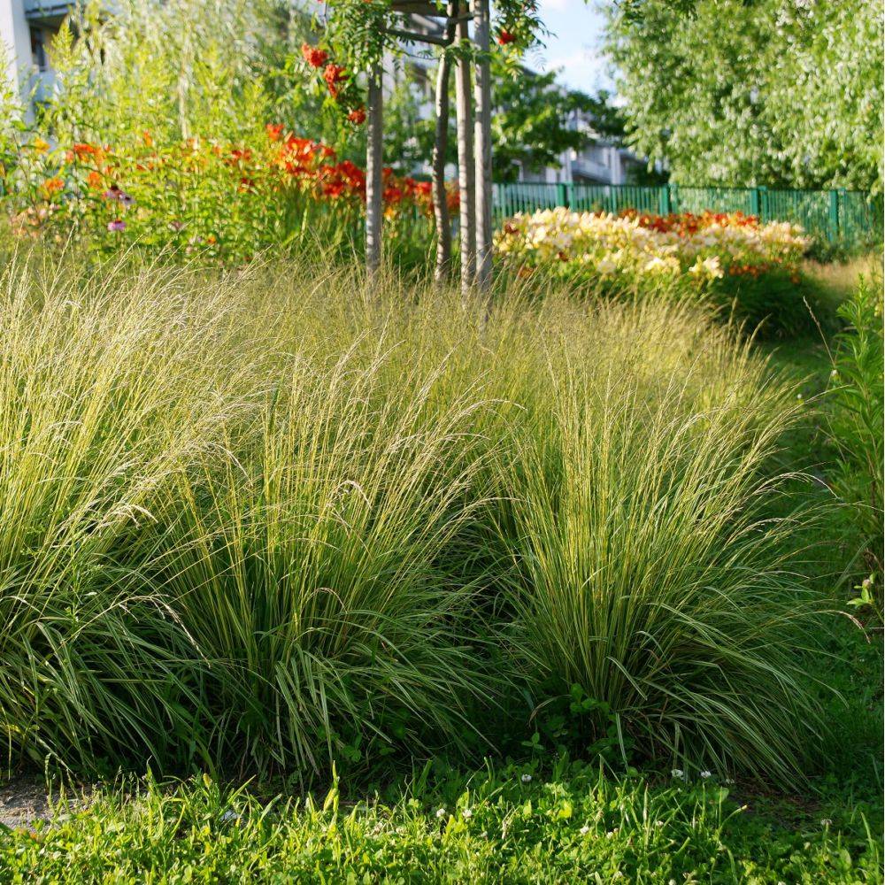 Graminée - Molinia caerula variegata - Image 1