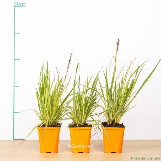 Graminée - Molinia caerula variegata - Image 2