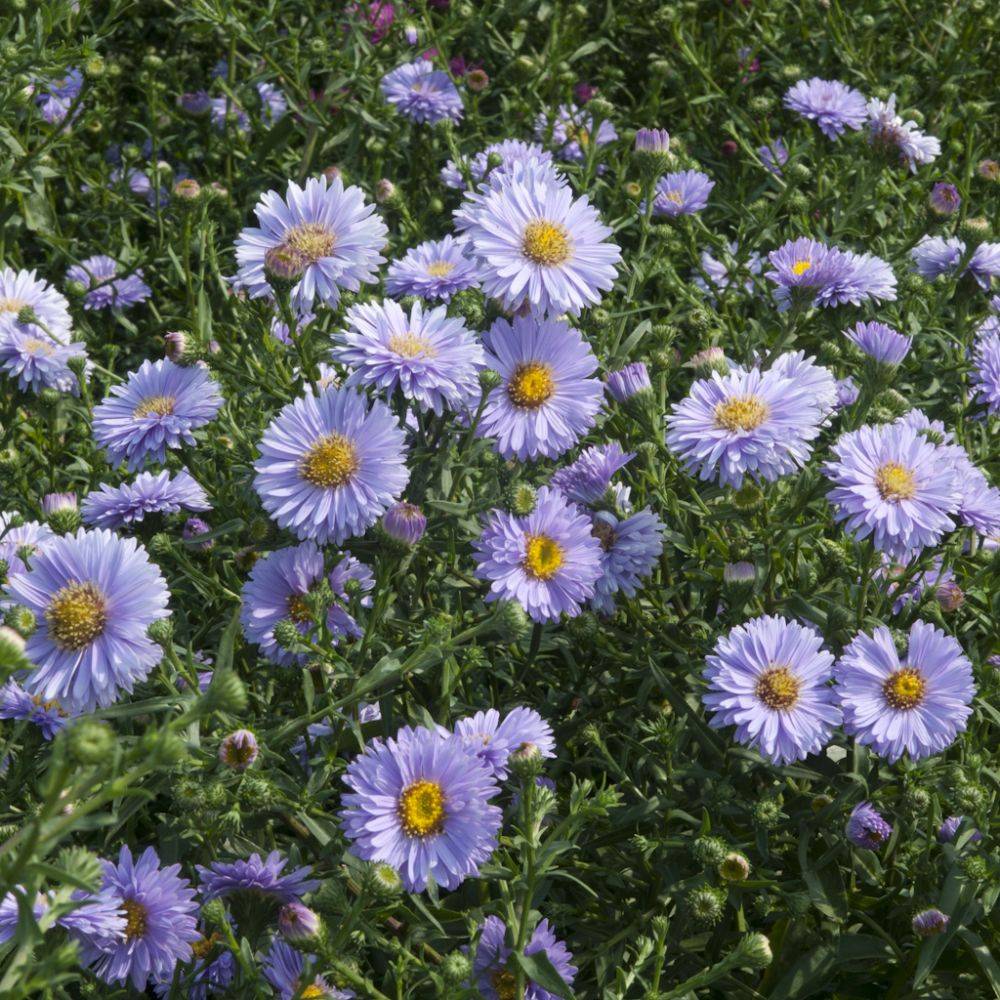 Aster d'automne 'Adda Ballard' - Aster Novi-Belgii - Image 2