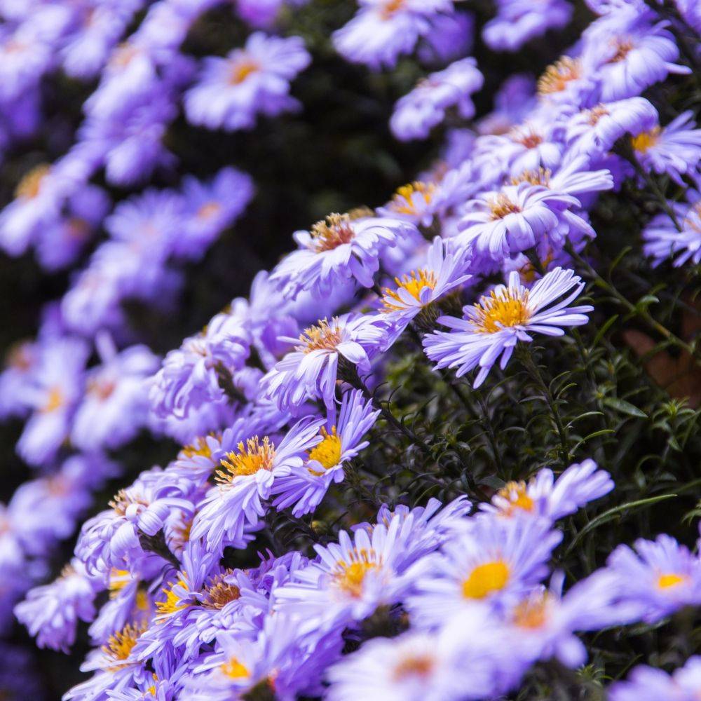 Aster d'automne 'Adda Ballard' - Aster Novi-Belgii - Image 3