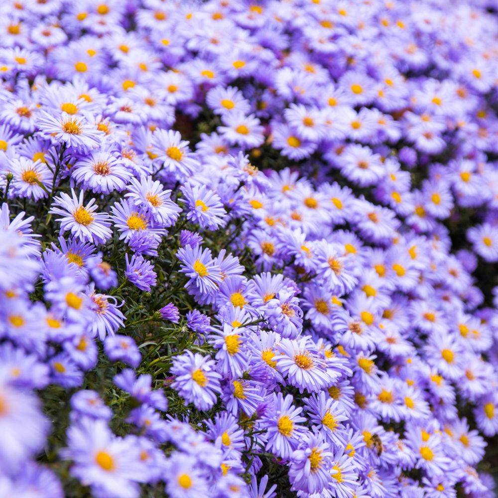 Aster d'automne 'Adda Ballard' - Aster Novi-Belgii - Image 1