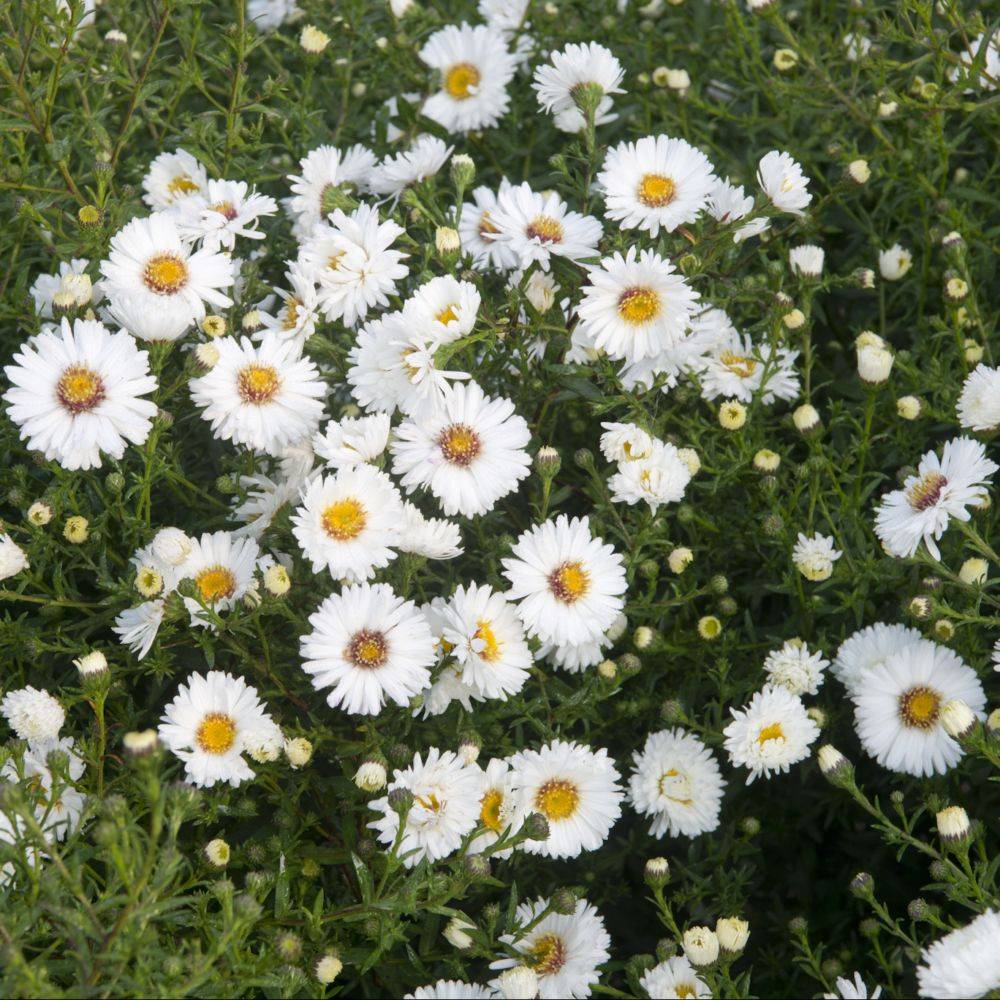 Aster d'automne 'White Ladies' - Aster Novi-Belgii lot de 3