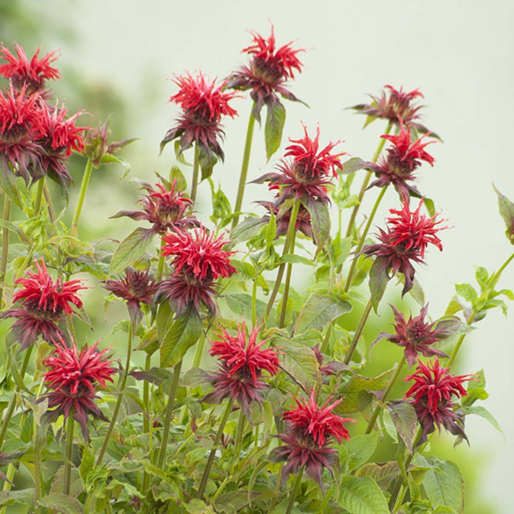 Monarda cambridge scarlet