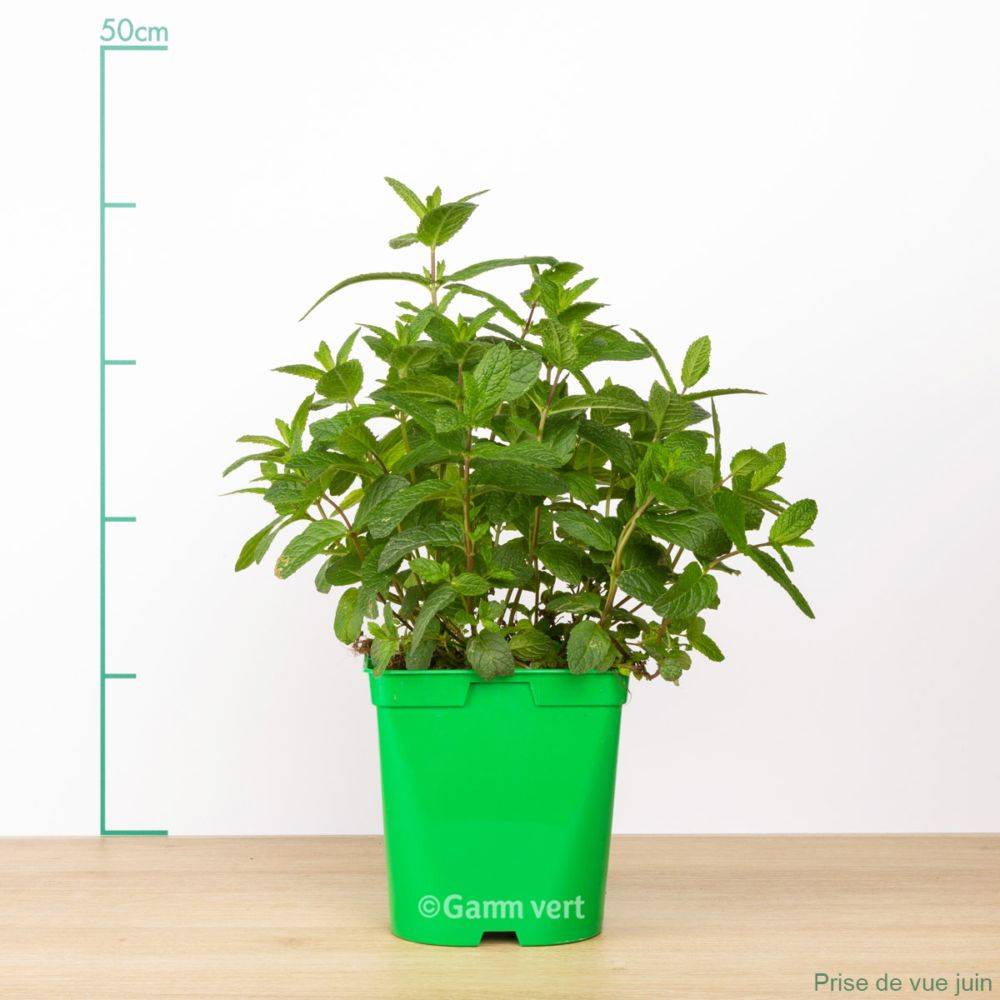 Menthe verte bio - Image 2