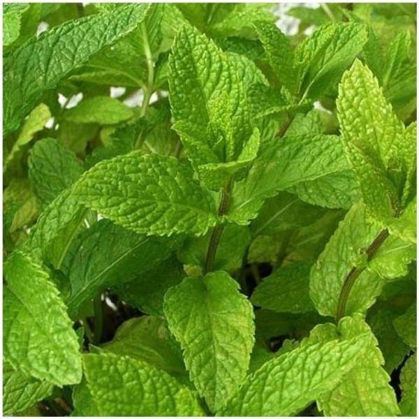 Menthe verte bio - Image 3