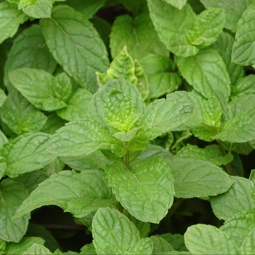 Menthe verte bio - Image 1