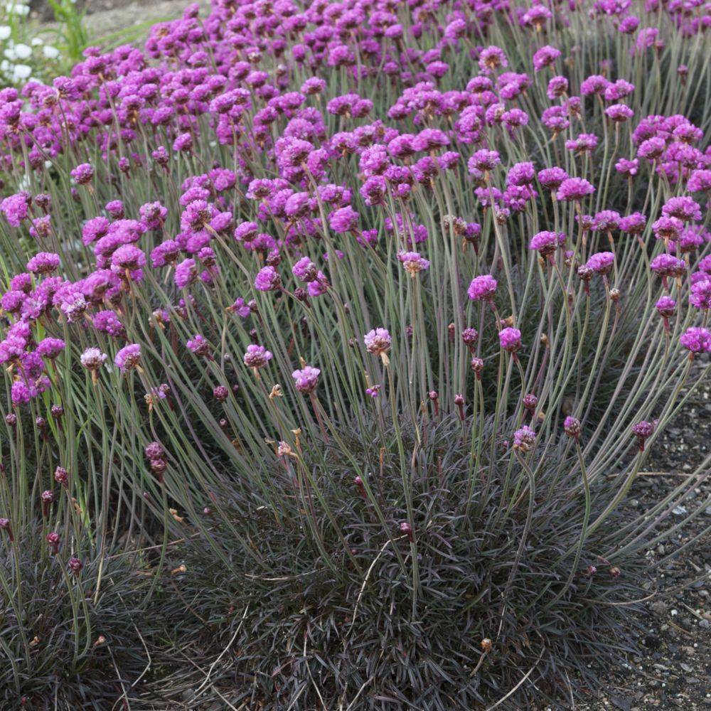 Gazon d'espagne rose feuillage pourpre noir
