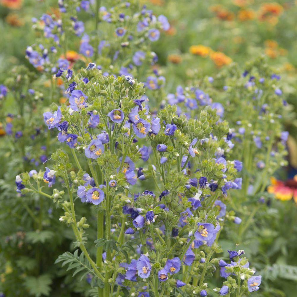 Polemonium caeruleum blue