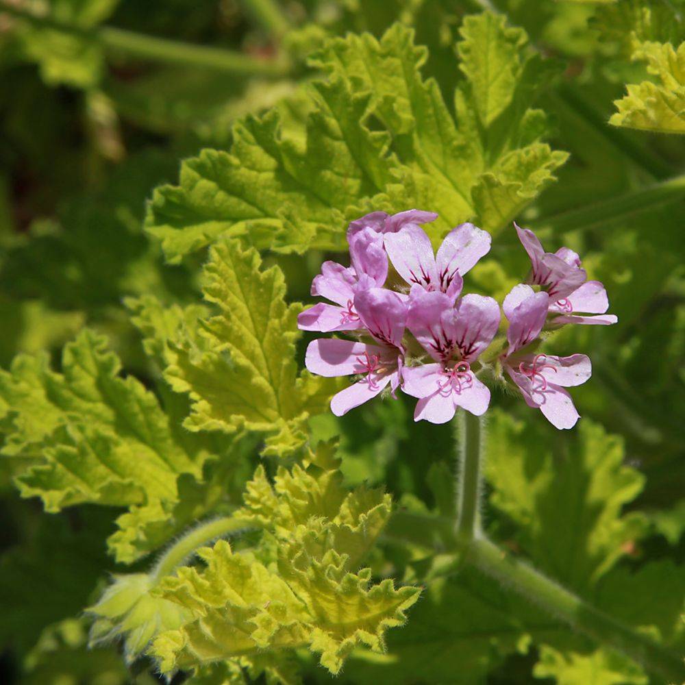 Pelargonium grandiflorum 'Angel's Perfume' assorti - Géranium des fleuristes