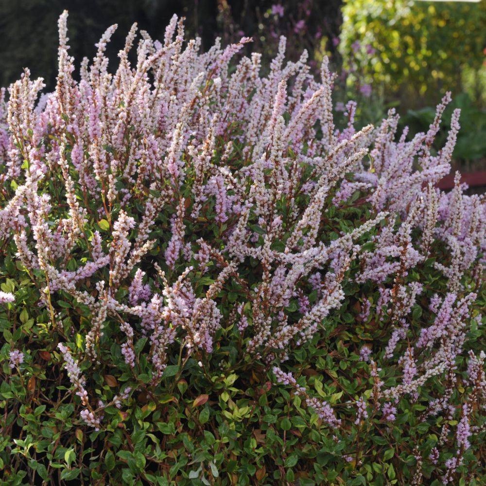 Renouée rose clair - Persicaria lot de 3