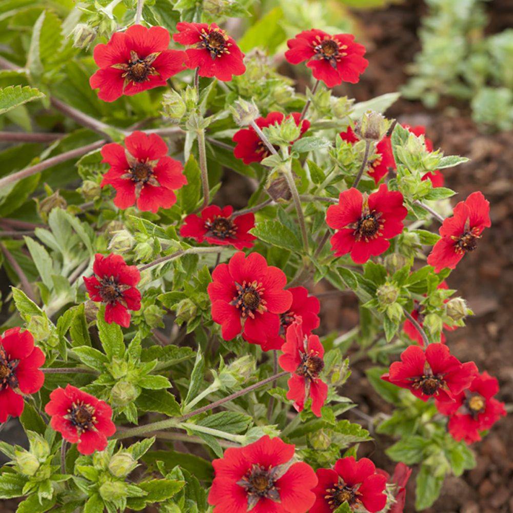 Potentille Gibson's Scarlet - Image 2