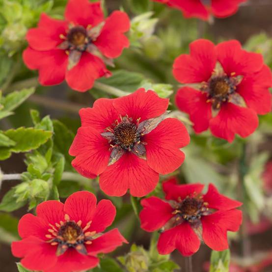 Potentille Gibson's Scarlet - Image 1