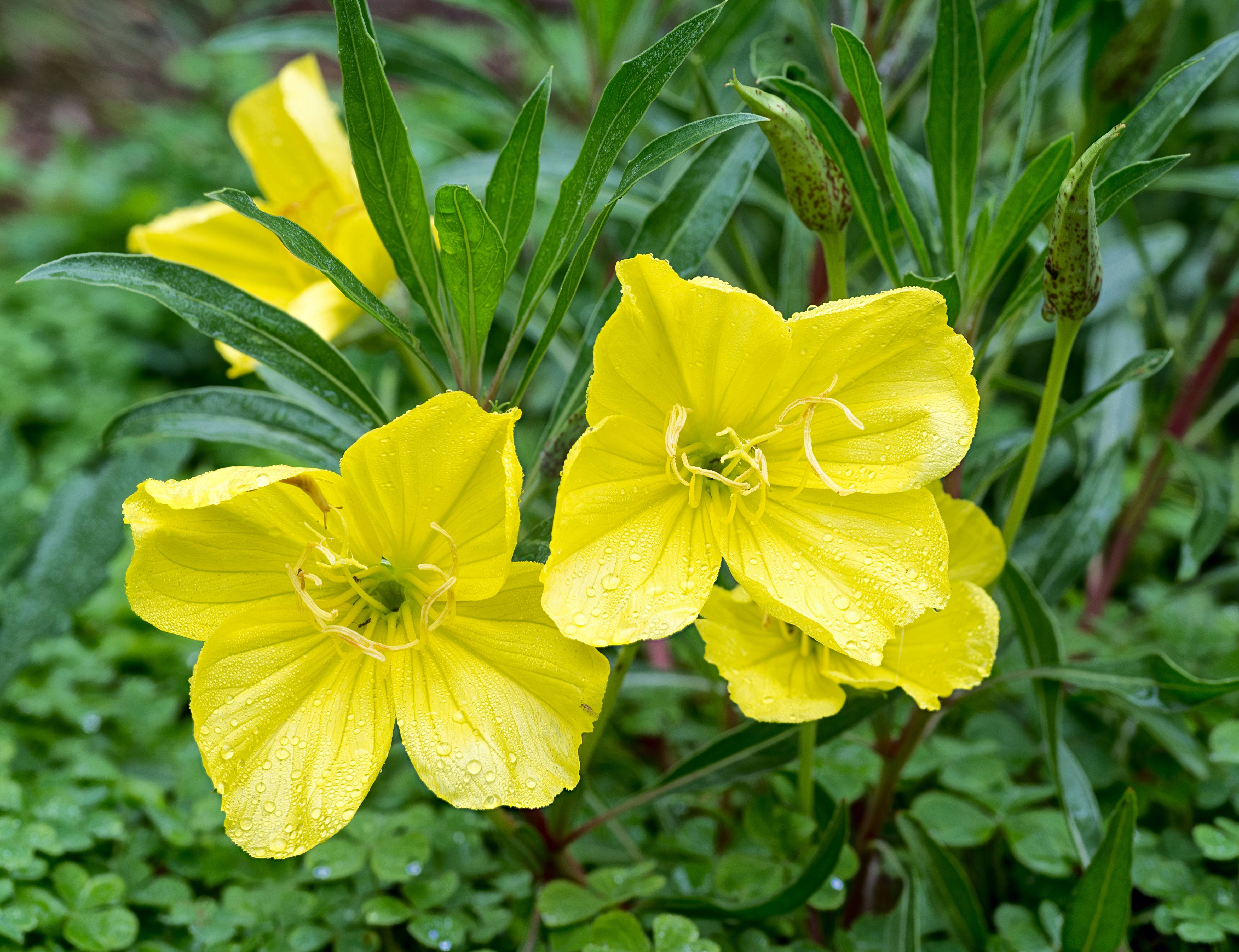 Oenothère du Missouri - Onagre à grosses fleurs