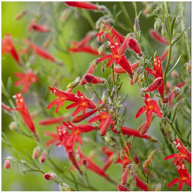 Penstemon à feuilles de pin rouge - Penstemon pinifolius - Image 1