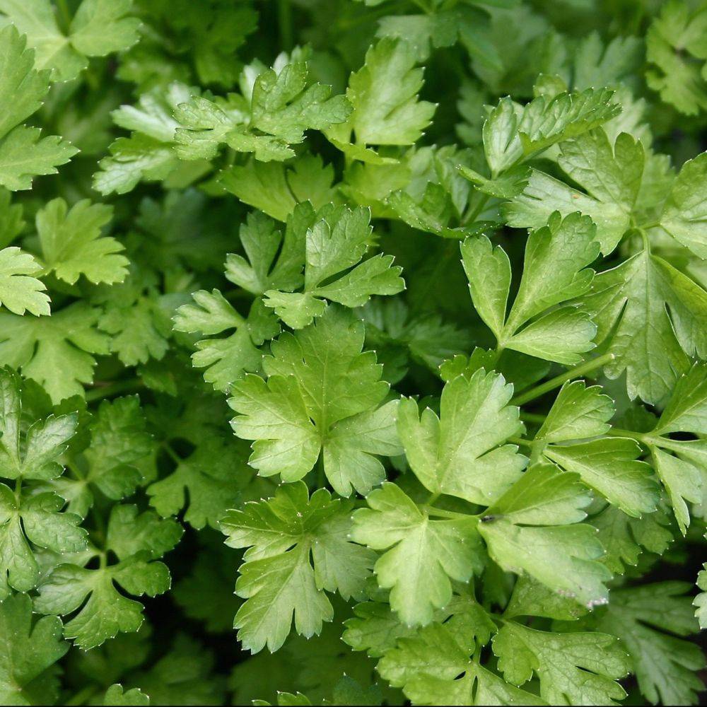Persil plat bio - Image 1