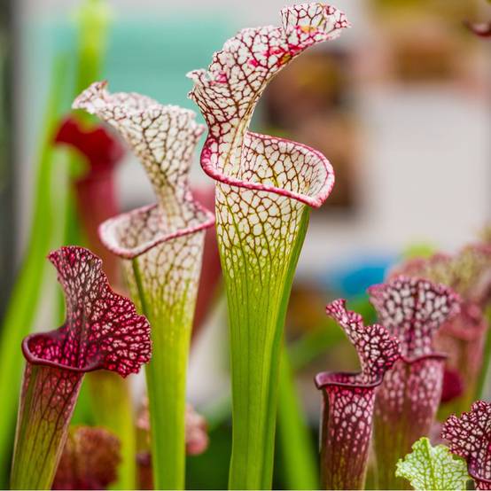 Plante carnivore : Sarracenia leucophylla - Image 2