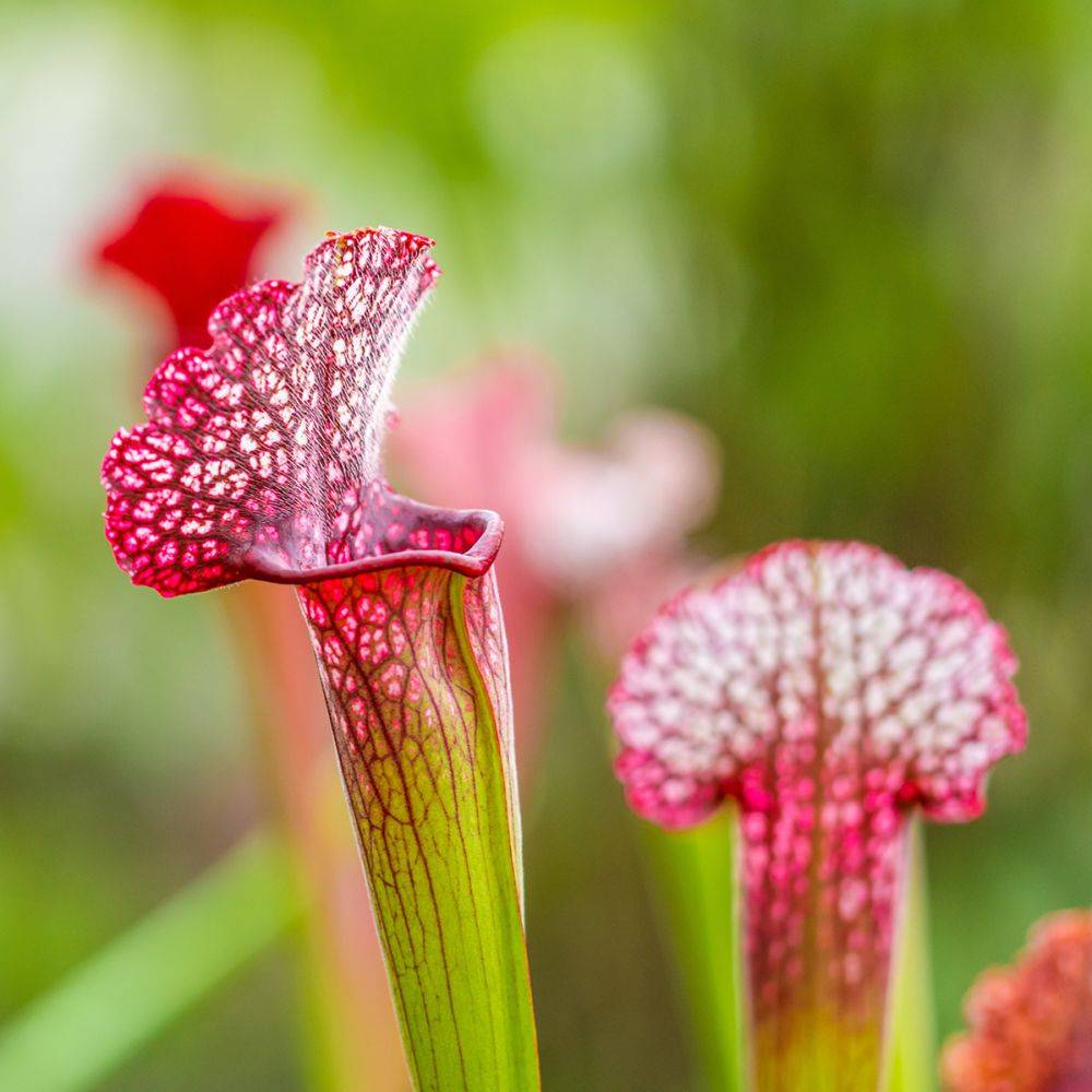 Plante carnivore : Sarracenia  leucophylla - Image 1