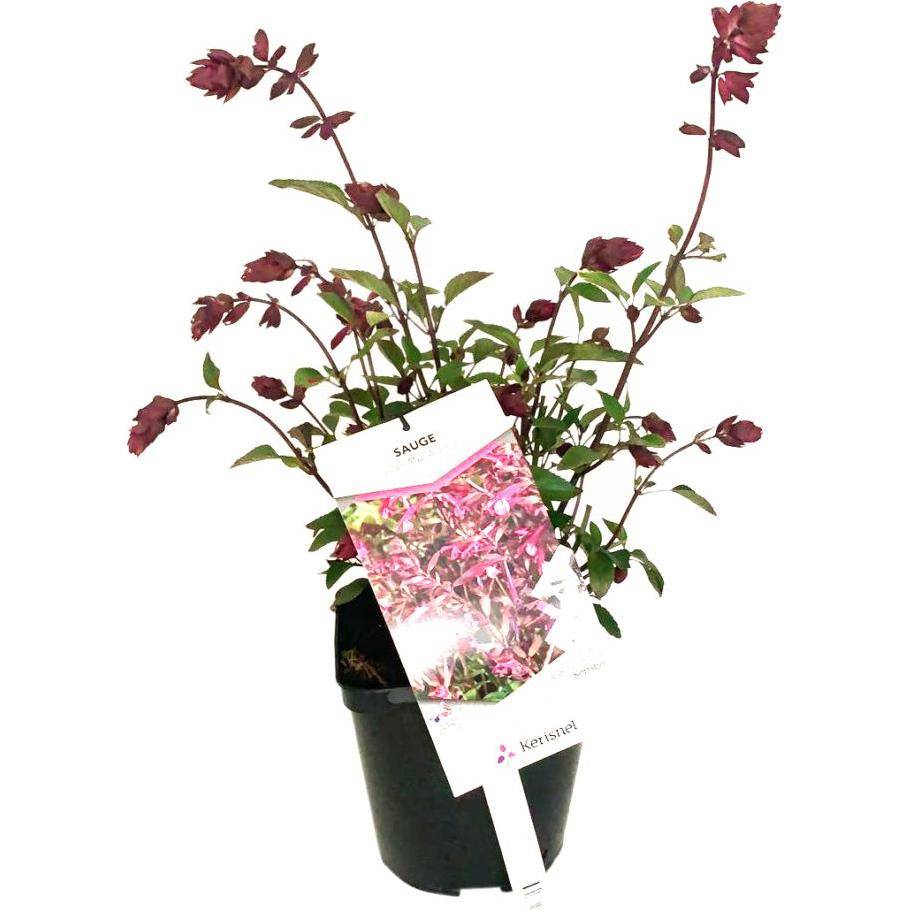 Sauge Love and Wishes - Image 2