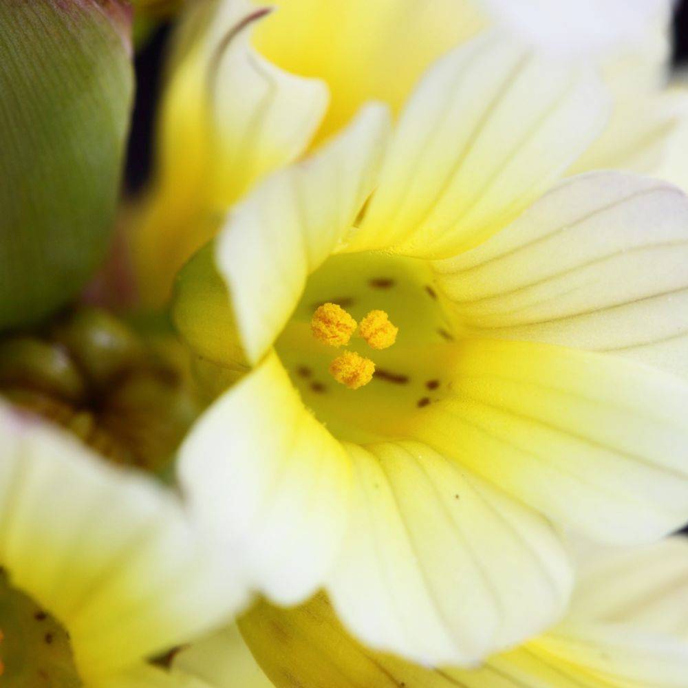 Sisyrinchium blanc teinte jaune raye pourpre lot de 3 - Image 3