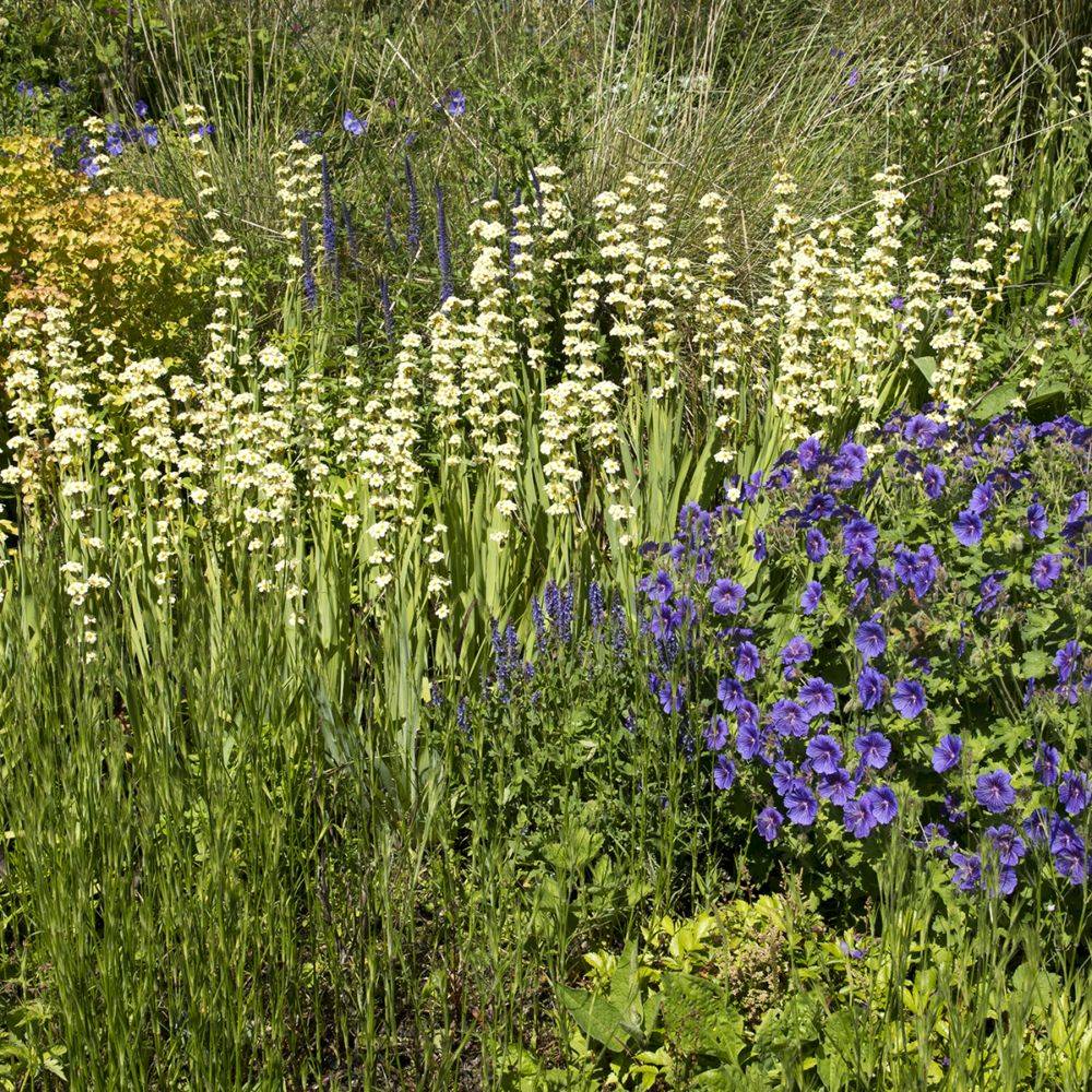 Sisyrinchium blanc teinte jaune raye pourpre lot de 3