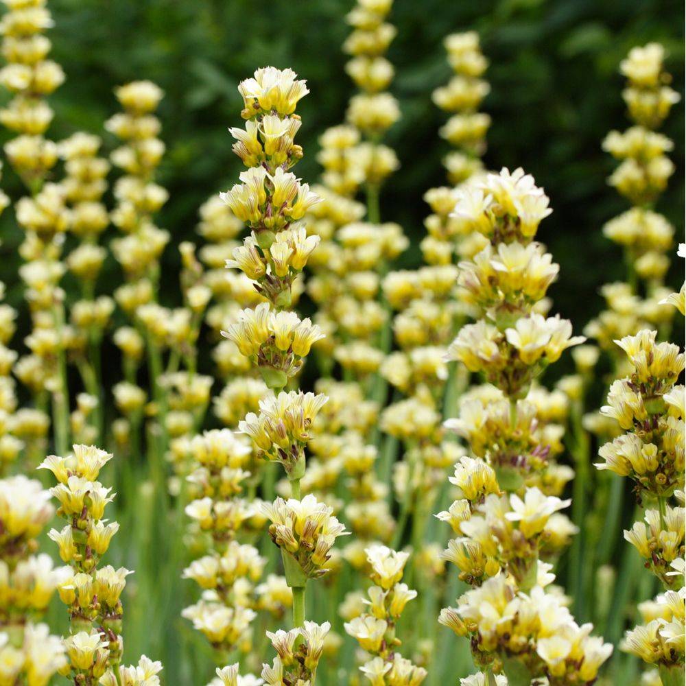 Sisyrinchium blanc teinte jaune raye pourpre lot de 3 - Image 5