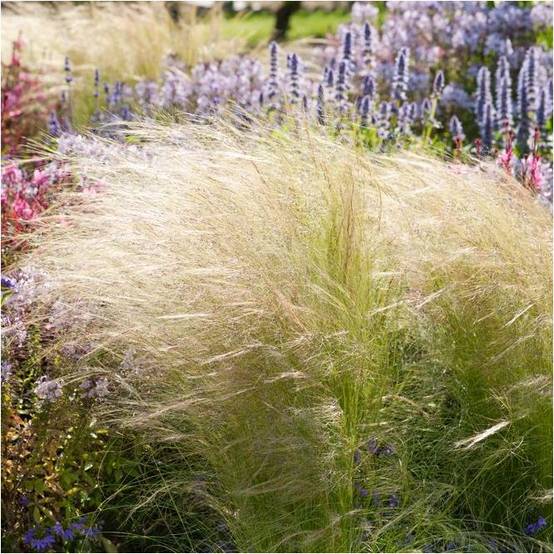 Graminée : Cheveux d'ange - Stipa tenuissima Pony Tails - Image 5
