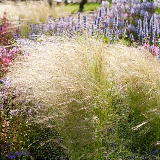 Graminée : Cheveux d'ange - Stipa tenuissima Pony Tails - Image 5
