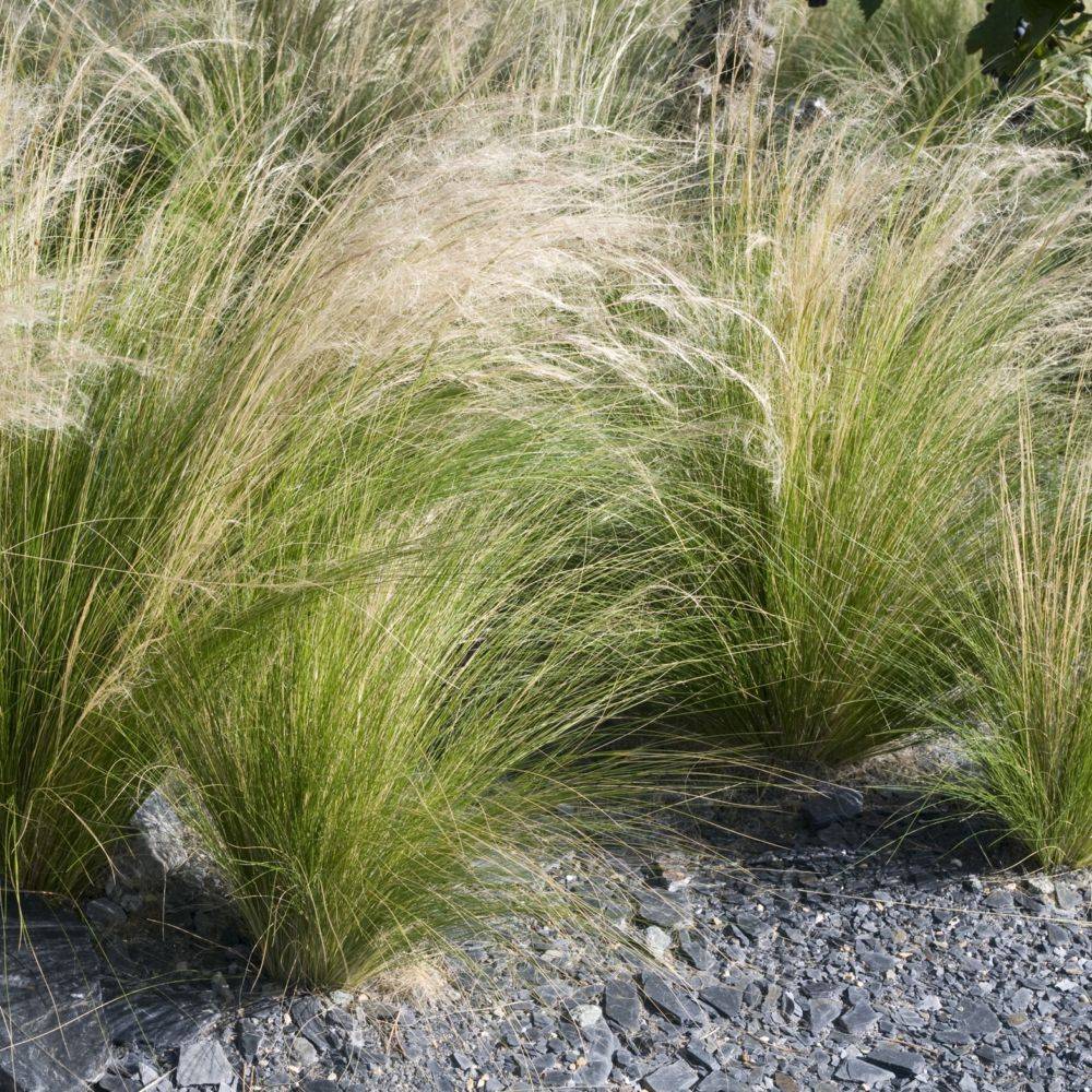 Graminée : Cheveux d'ange - Stipa tenuissima Pony Tails - Image 3