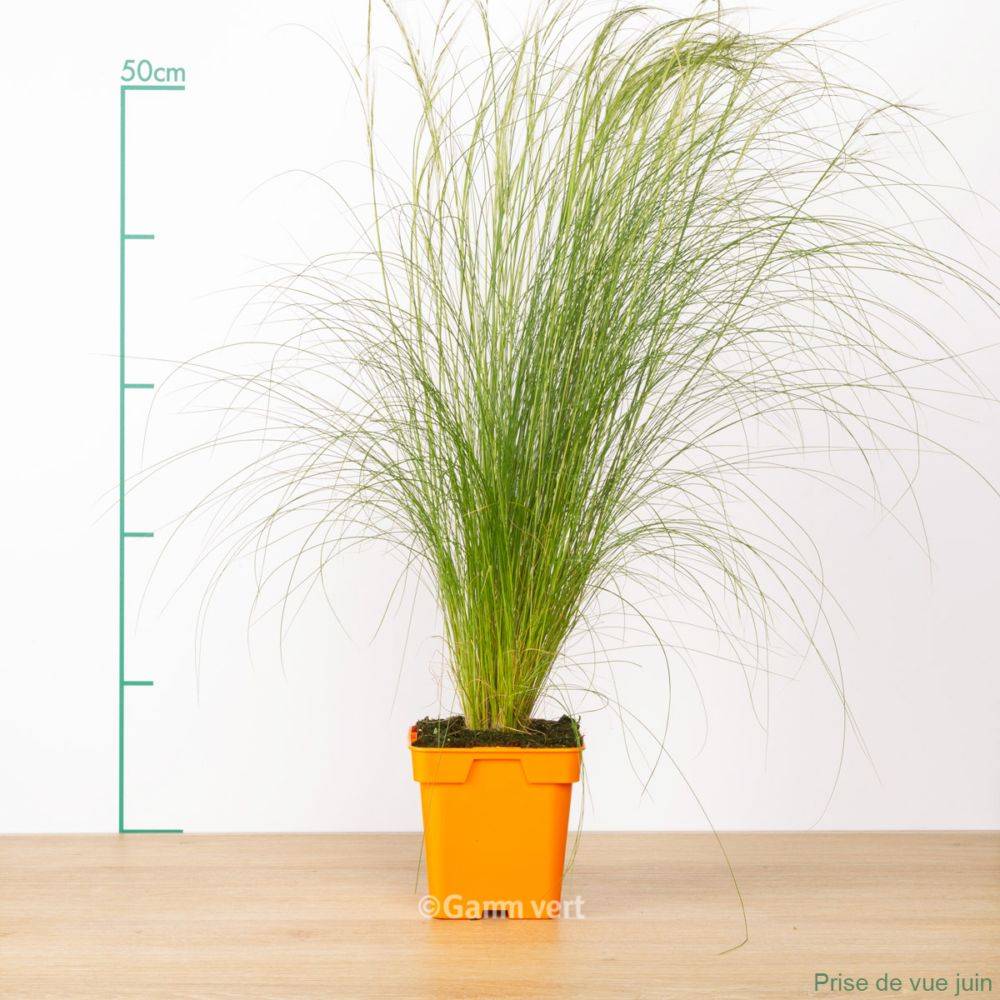 Graminée : Cheveux d'ange - Stipa tenuissima Pony Tails - Image 4
