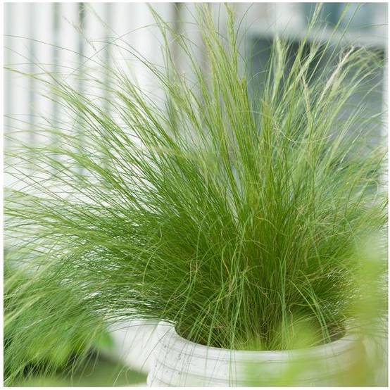 Graminée : Cheveux d'ange - Stipa tenuissima Pony Tails - Image 1