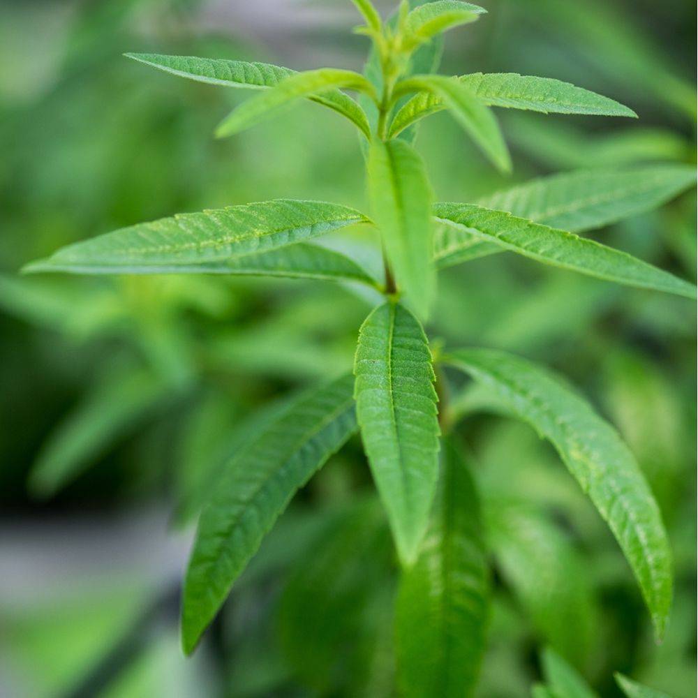 Verveine citronnelle - Image 3